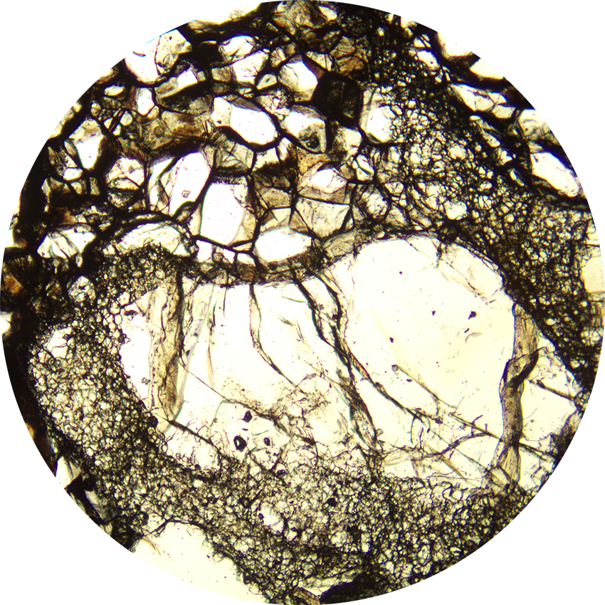 microscope