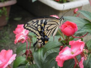 IMG_3485